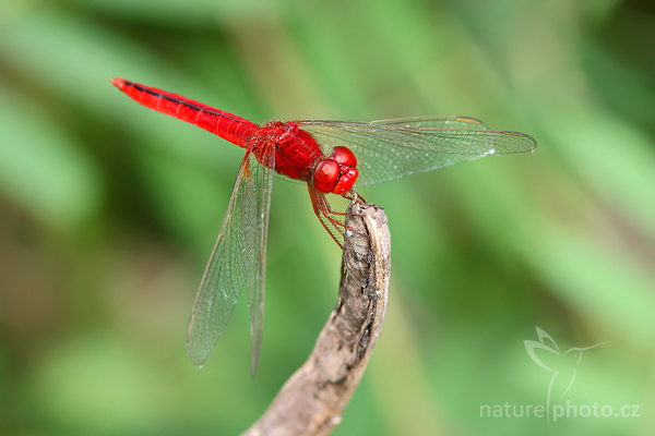 Oriental Scarlet (Crocothemis servilia)